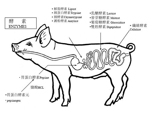 1Drives幻灯片：卡普乐酸化剂