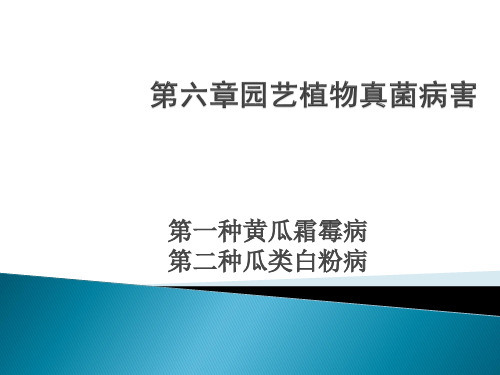 黄瓜霜霉病 瓜类白粉病
