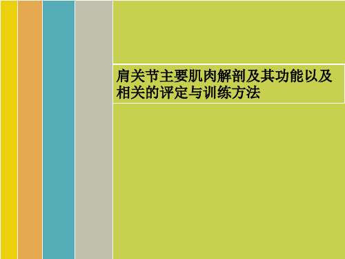 肩关节主要肌肉解剖及其功能以及相关的评定与训练方法