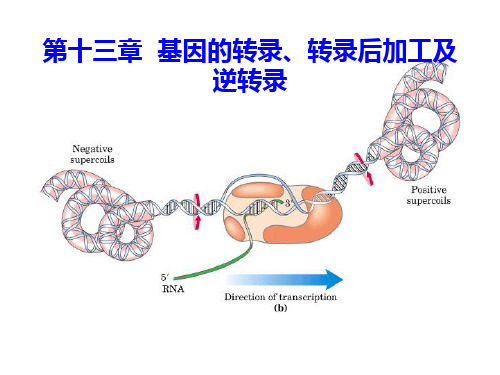 第十三章基因的转录、转录后加工及逆转录ppt课件