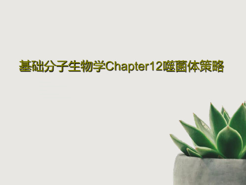 基础分子生物学Chapter12噬菌体策略共36页文档