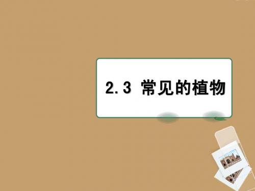 浙江省温州市平阳县鳌江镇第三中学七年级科学上册 2.3 常见的植物课件 浙教版