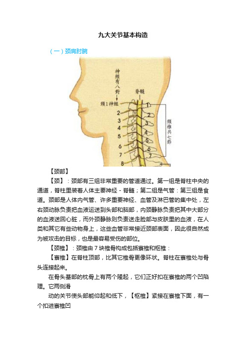 九大关节基本构造