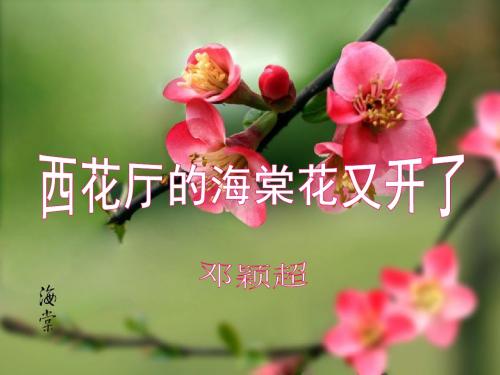 《西花厅的海棠花又开了》课件