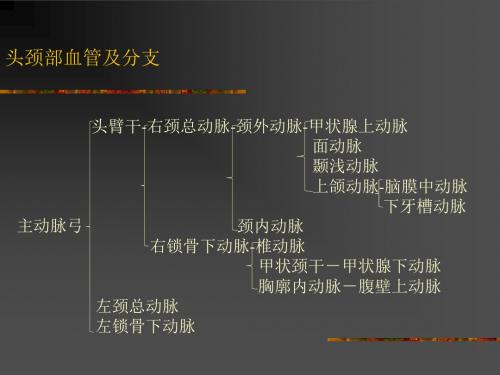 勿删头颈部血管造影解剖PPT课件