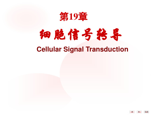 第19章(8版) 细胞信息转导的分子机制