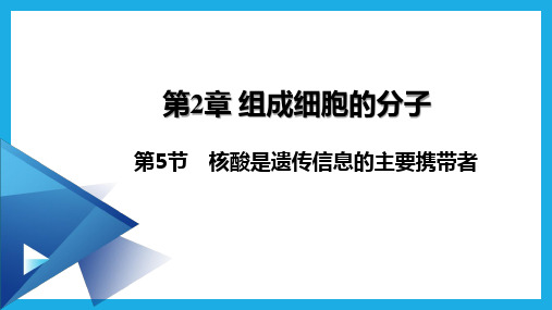 2.5核酸是遗传信息的携带者课件高一上学期生物人教版必修1