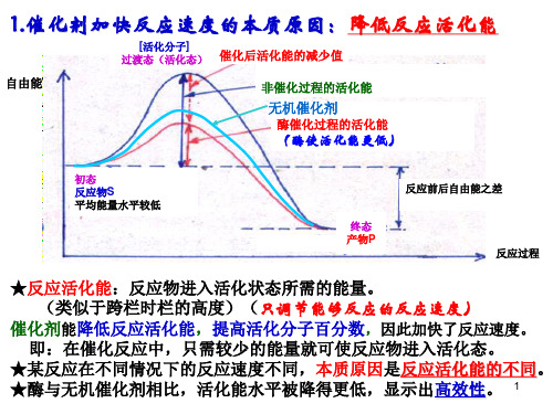 影响酶活力的因素