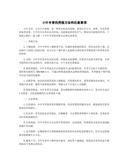 小叶冬青的养殖方法和注意事项