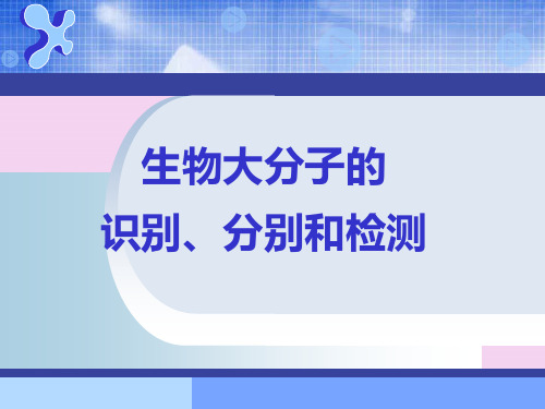 生物大分子识别、分离和检测ppt课件