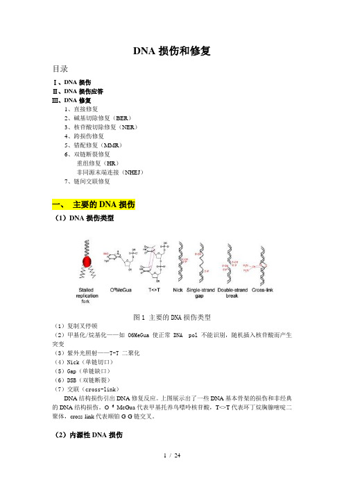 第三部分-DNA损伤和修复