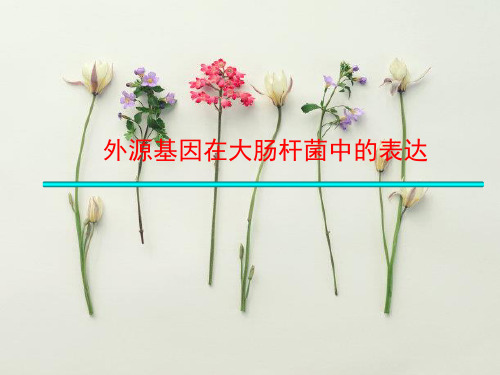 大肠杆菌表达系统PPT教学课件(1)