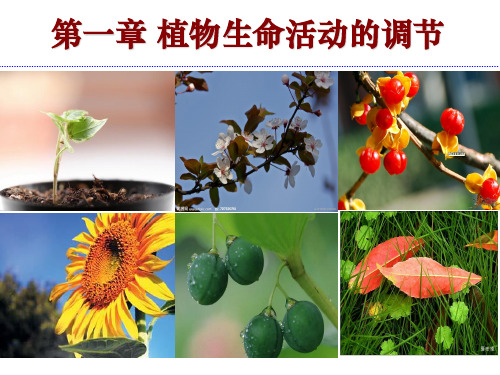 课件1：3.3 其他植物激素