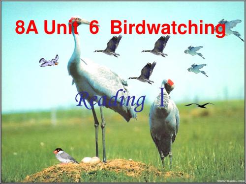 8上 Unit6 Birdwatching Reading1