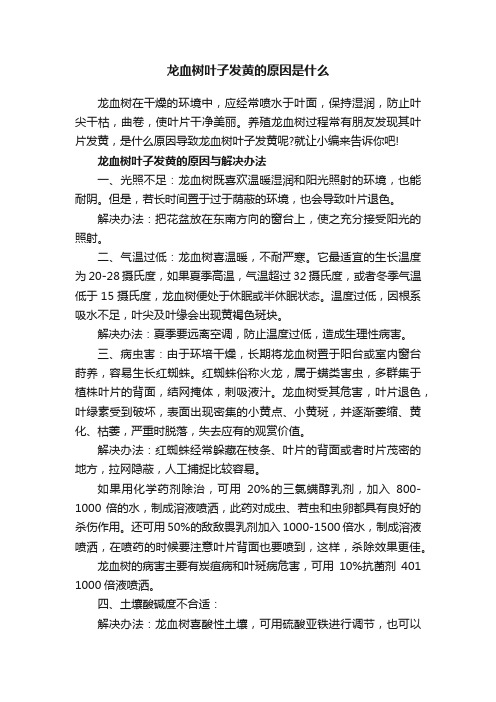 龙血树叶子发黄的原因是什么