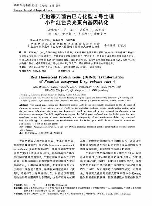 尖孢镰刀菌古巴专化型4号生理小种红色荧光蛋白基因转化