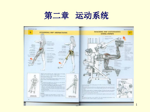 骨ppt课件