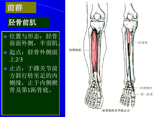 运动解剖学小腿肌