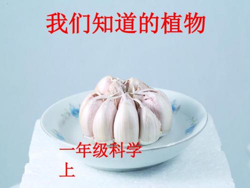 一年级上册科学课件-1.1 我们知道的植物 (3)l 教科版 (共16张PPT)