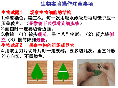 生物实验操作注意事项 ppt课件