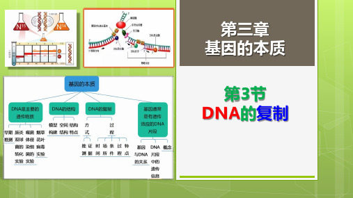 3-3DNA的复制 课件 高一下学期生物人教版必修2