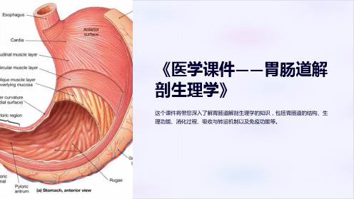 《医学课件-胃肠道解剖生理学》