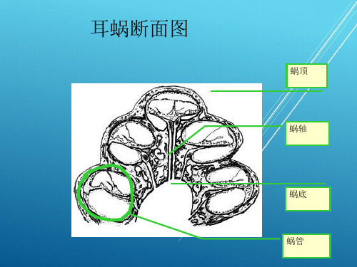 比较人体形态学复习资料