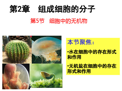 人教版生物必修一2.5细胞中的无机物