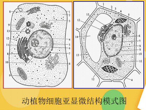 动植物细胞亚显微结构模式图优品ppt资料