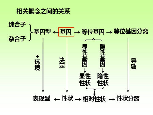 分离定律2