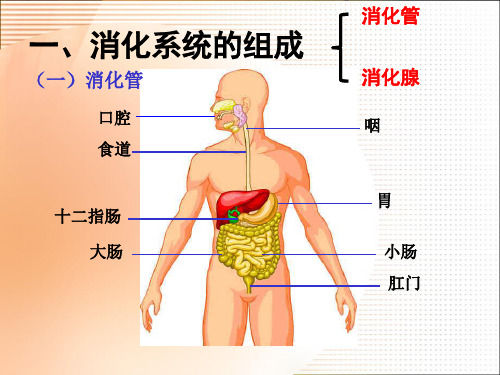 食物的消化和营养物质的吸收1_PPT幻灯片