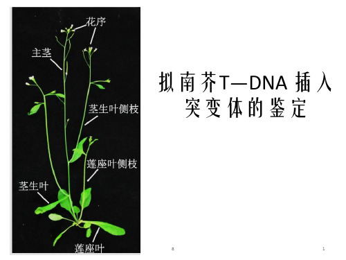 拟南芥T-DNA插入突变