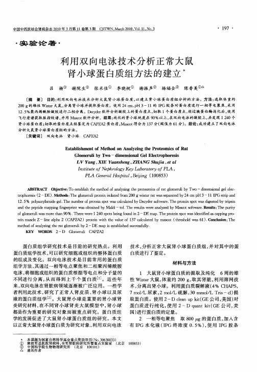 利用双向电泳技术分析正常大鼠肾小球蛋白质组方法的建立