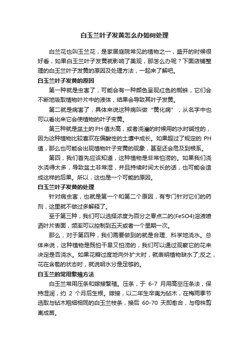 白玉兰叶子发黄怎么办如何处理