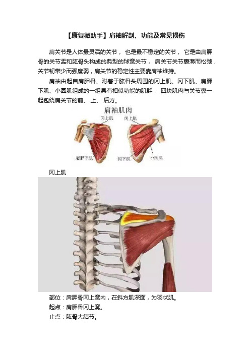 【康复微助手】肩袖解剖、功能及常见损伤