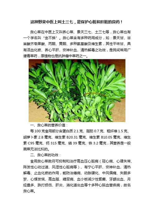 这种野菜中医上叫土三七，是保护心脏和肝脏的良药！