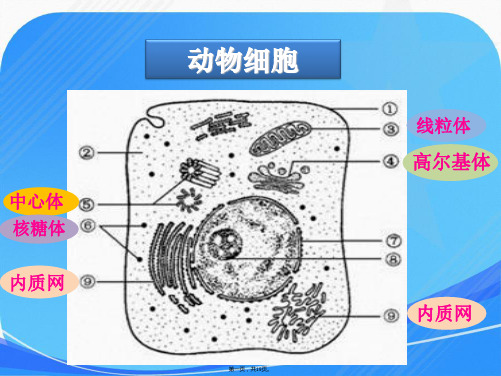 高中生物必修一细胞器第二课时分泌蛋白的合成和运输