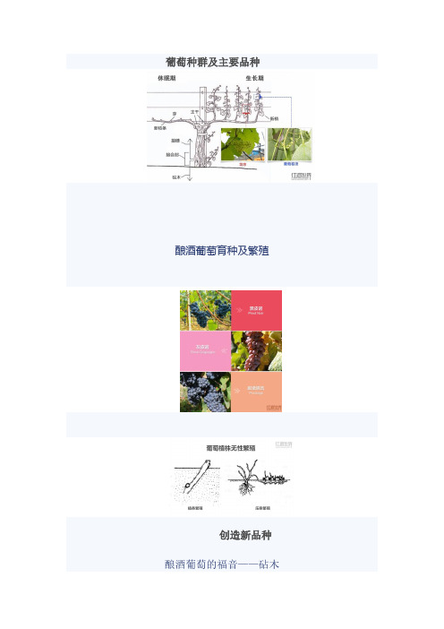 WSET3级高级教程