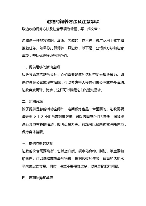 边牧的饲养方法及注意事项