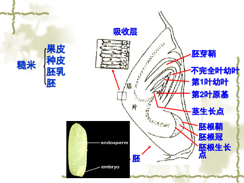 水稻的形态结构分析