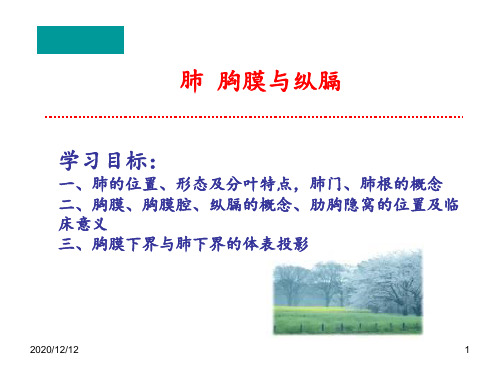 肺胸膜与纵膈 ppt课件