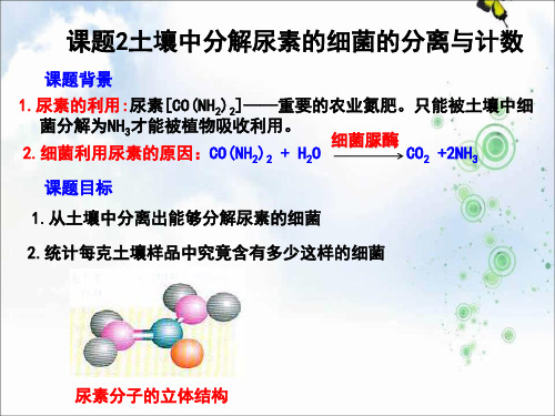 人教版高中生物 选修1专题2课题2土壤中分解尿素的细菌分离与计数(课件) (共15张PPT)