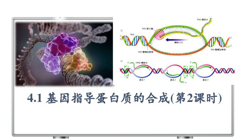 【高中生物】基因指导蛋白质的合成(第2课时) 高一生物同步备课课件(人教版2019必修2)