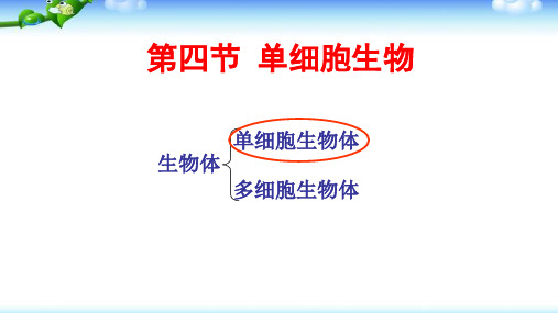 〖生物〗单细胞生物课件2024-2025学年人教版生物七年级上册