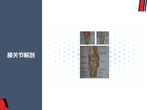 膝关节解剖详细图解