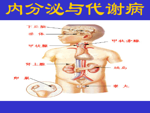 内分泌与代谢总论培训课件