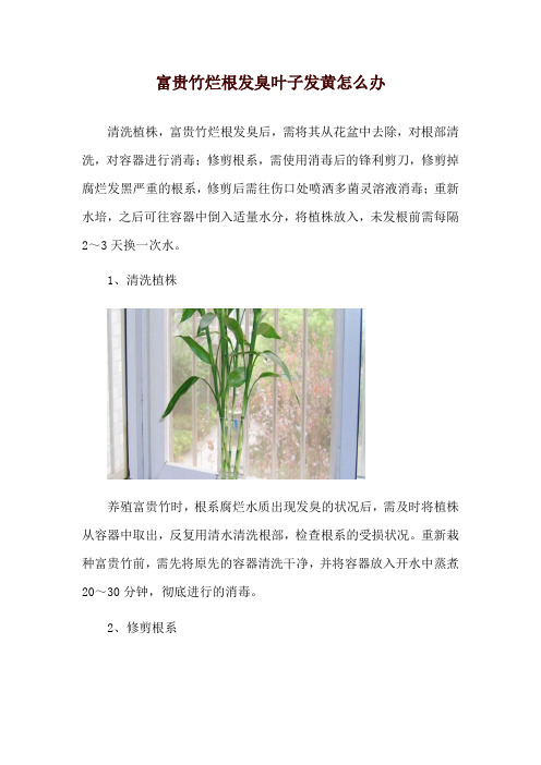 富贵竹烂根发臭叶子发黄怎么办