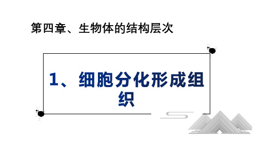 细胞分化形成组织—安徽省太和县民族中学人教版中考生物复习课(共20张PPT)