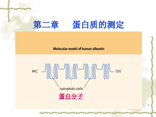 兽医临床生化检验 第二章  蛋白质测定