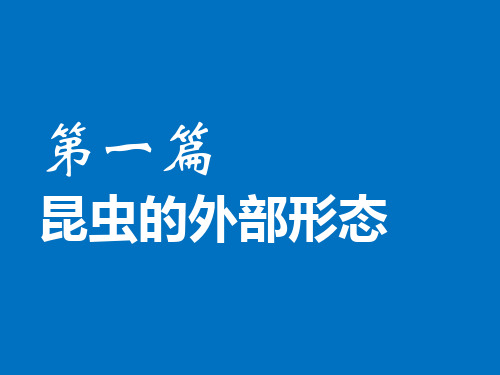 (精品)昆虫的外部形态特征